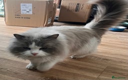 Ragdoll cats for sale: Amazing Mufasa - Image 2