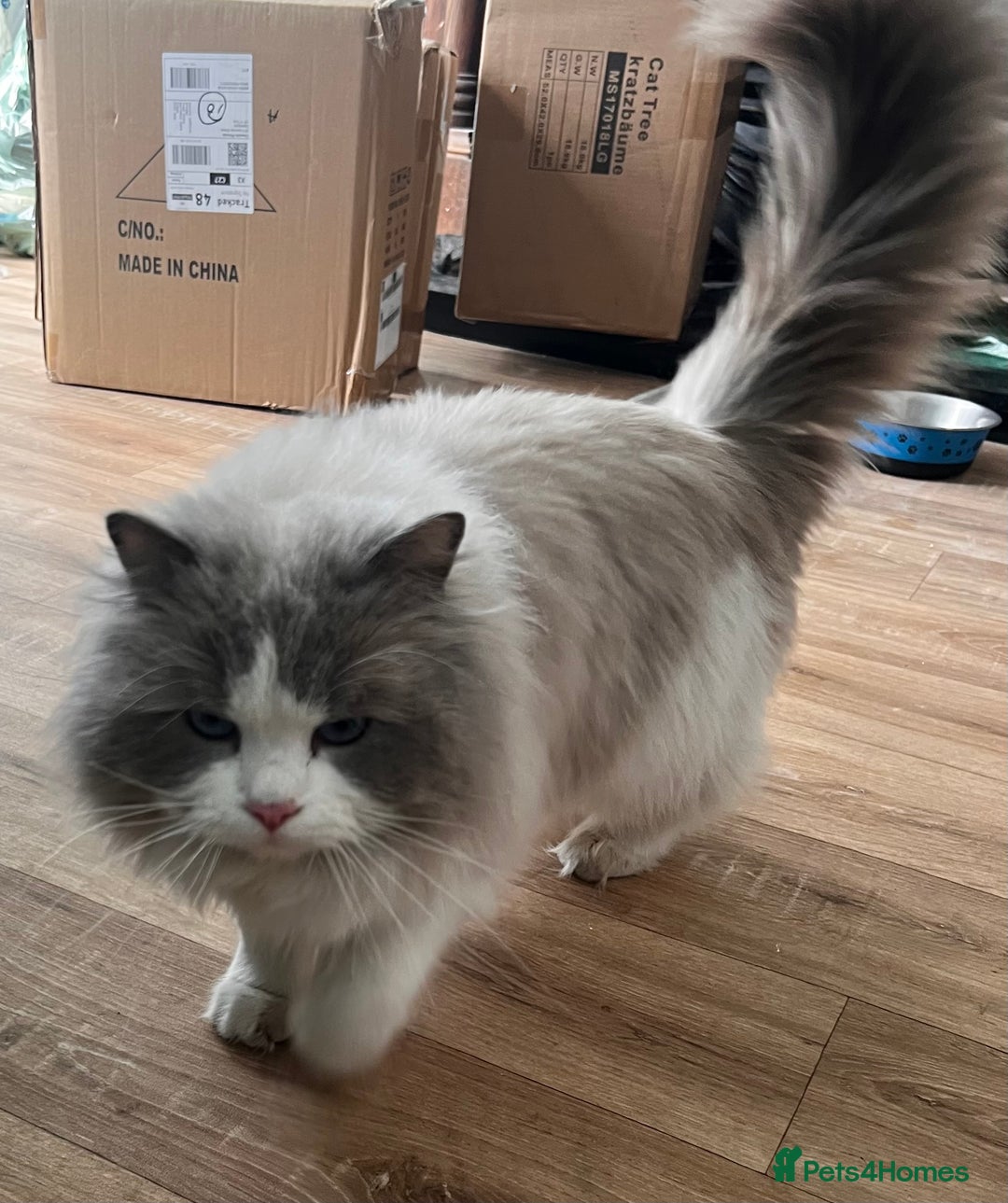 Ragdoll cats for sale: Amazing Mufasa - Image 2