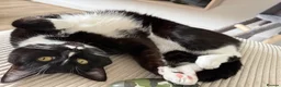 Mixed Breed cats for sale: LOVING TUXEDO - Advert 3