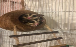 Sugar Glider rodents for sale: 2 female sugar gliders for sale - Image 4