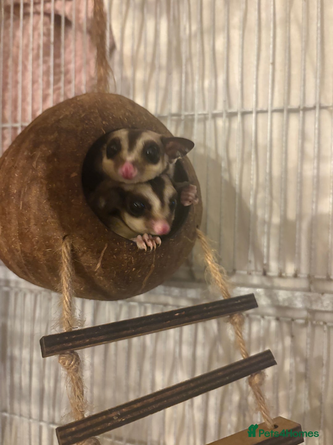 Sugar Glider rodents for sale: 2 female sugar gliders for sale - Image 4