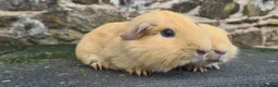 Guinea Pig rodents for sale: Pair of half brothers - Advert 3