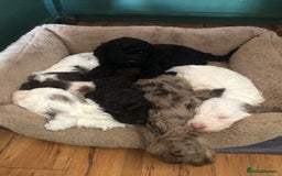 Cockapoo dogs for sale: Cockerpoo f1b puppies for sale  - Image 5