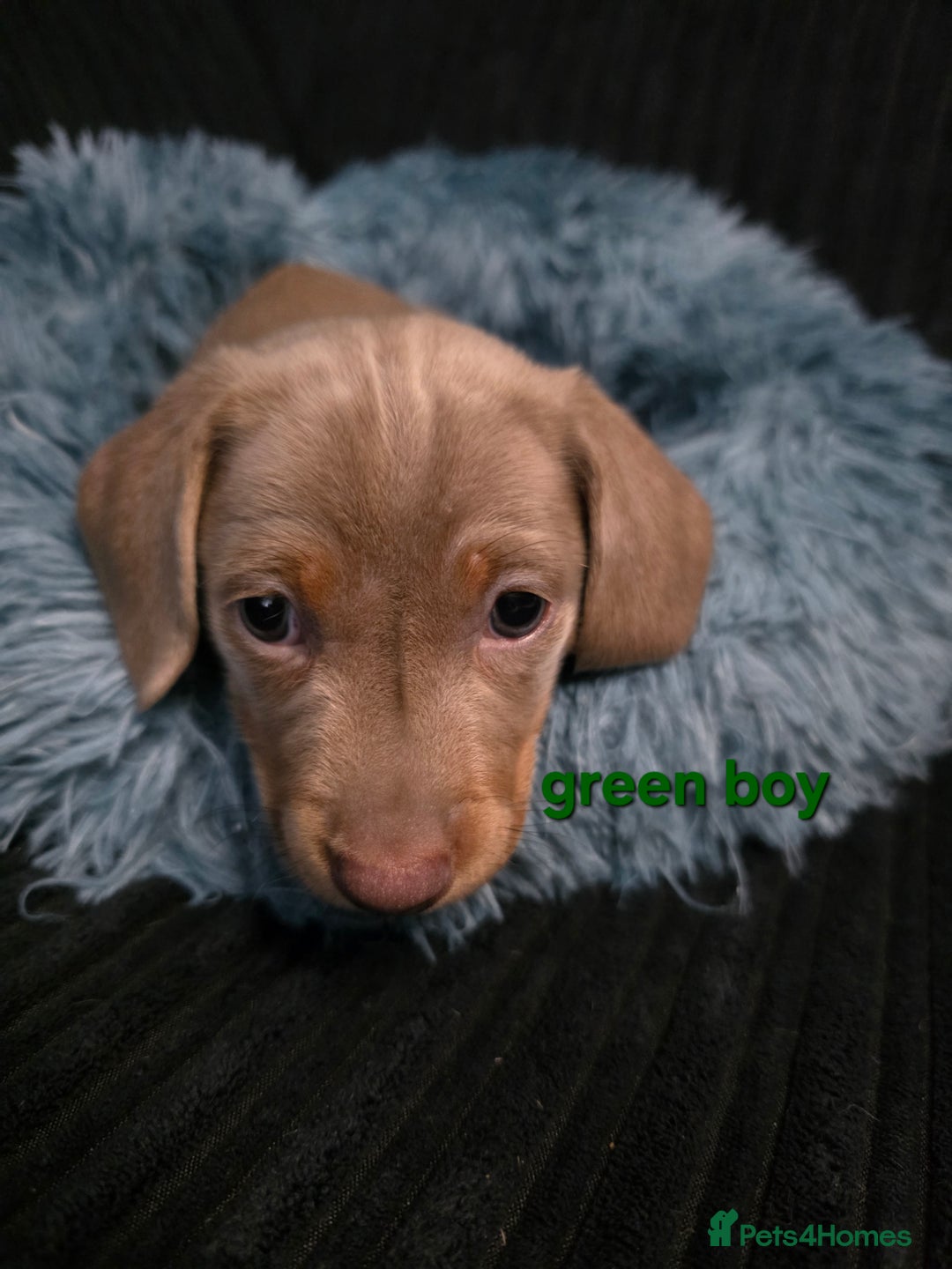 Miniature Dachshund dogs for sale: Isabella tan piebald long hair miniature dachshund - Advert 8