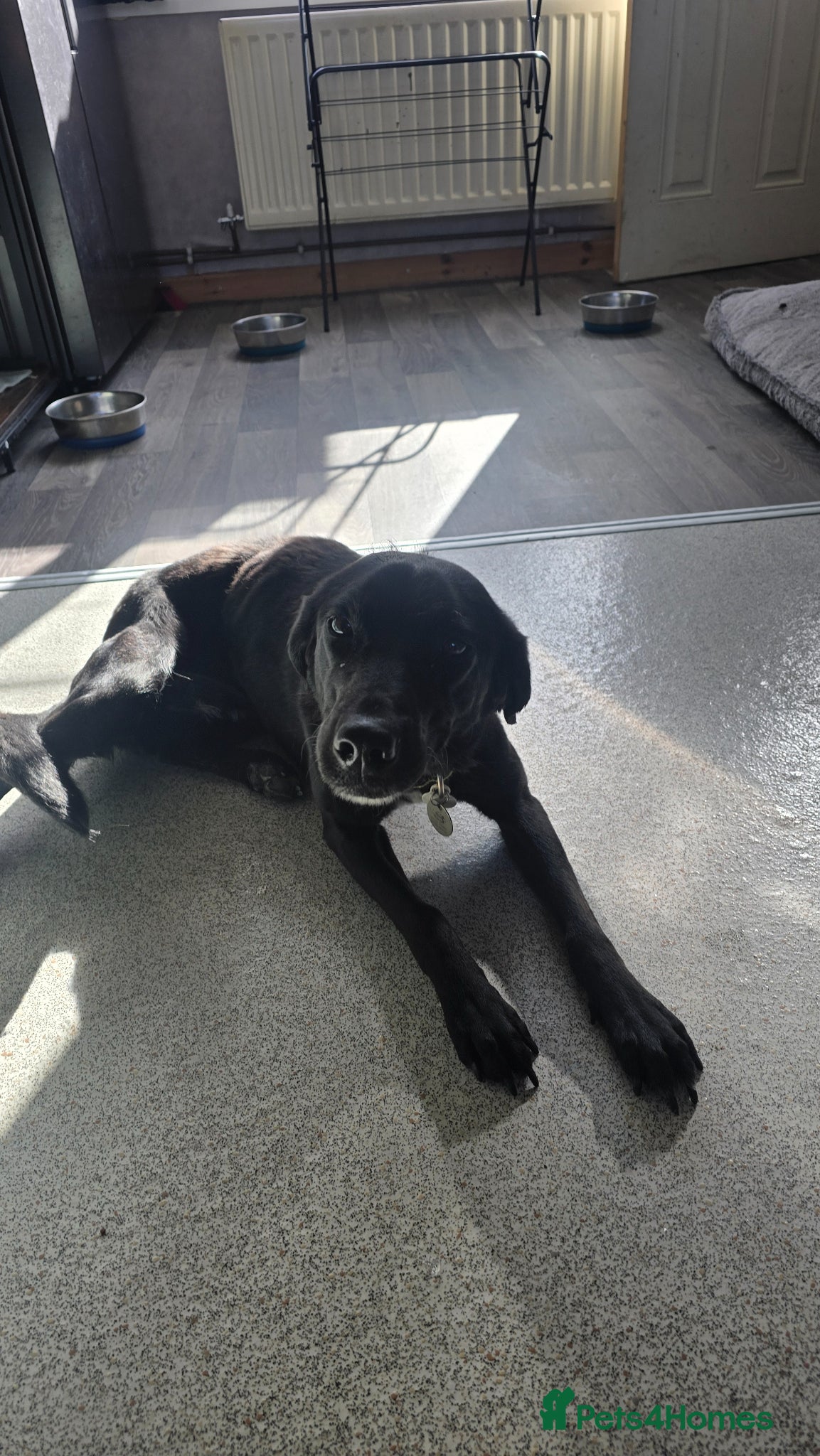 Borador dogs Borador (nori) for sale - Advert 2