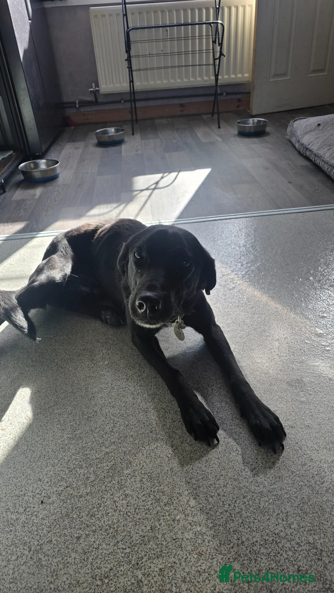Borador dogs for sale: Borador (nori) for sale - Advert 1