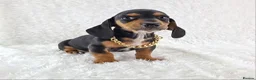 Miniature Dachshund dogs for sale: Stunning Miniature Dachshund Puppies  - Advert 14