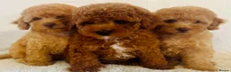 Toy Poodle dogs for sale: Toy poodle puppies  in Wakefield - Advert 8