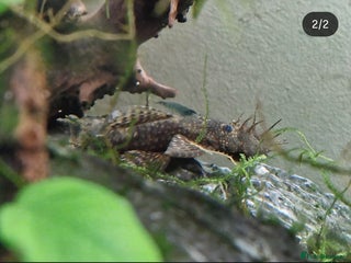 Plecos fish - Advert 3
