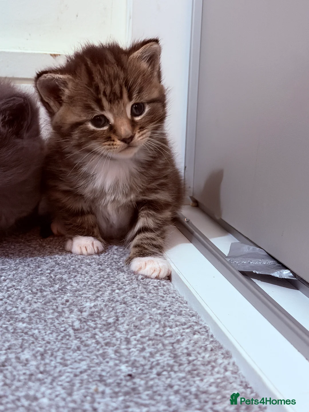 Mixed Breed cats for sale: No names yet - Advert 4