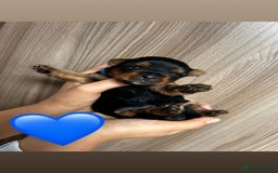 Yorkshire Terrier dogs for sale:    KC registered pedigree YorkshireTerrier Puppies - Image 3