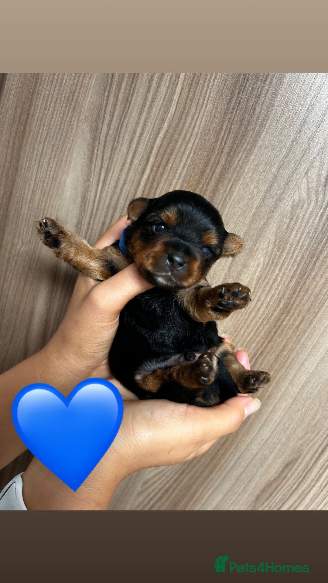 Yorkshire Terrier dogs for sale:    KC registered pedigree YorkshireTerrier Puppies - Image 3