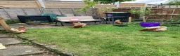 Chickens poultry for sale: 5 Friendly Chickens - Free to Good Home in Abergavenny - Advert 3