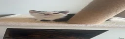 Mixed Breed cats for sale: Male kitten - Advert 5