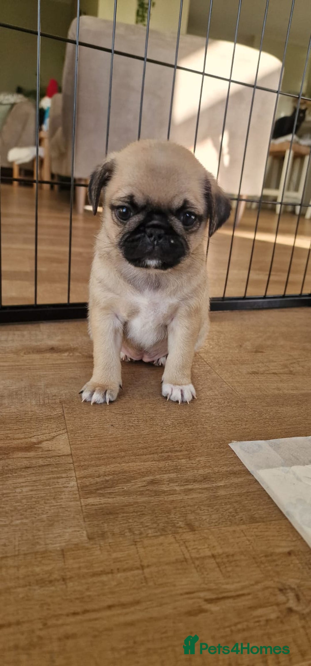 Mixed Breed dogs for sale: Pug/Japanese chin puppies - Advert 13
