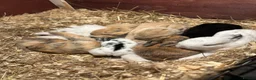 Mini Lop rabbits for sale: Beautiful Mini Lop Bunnies  - Advert 16