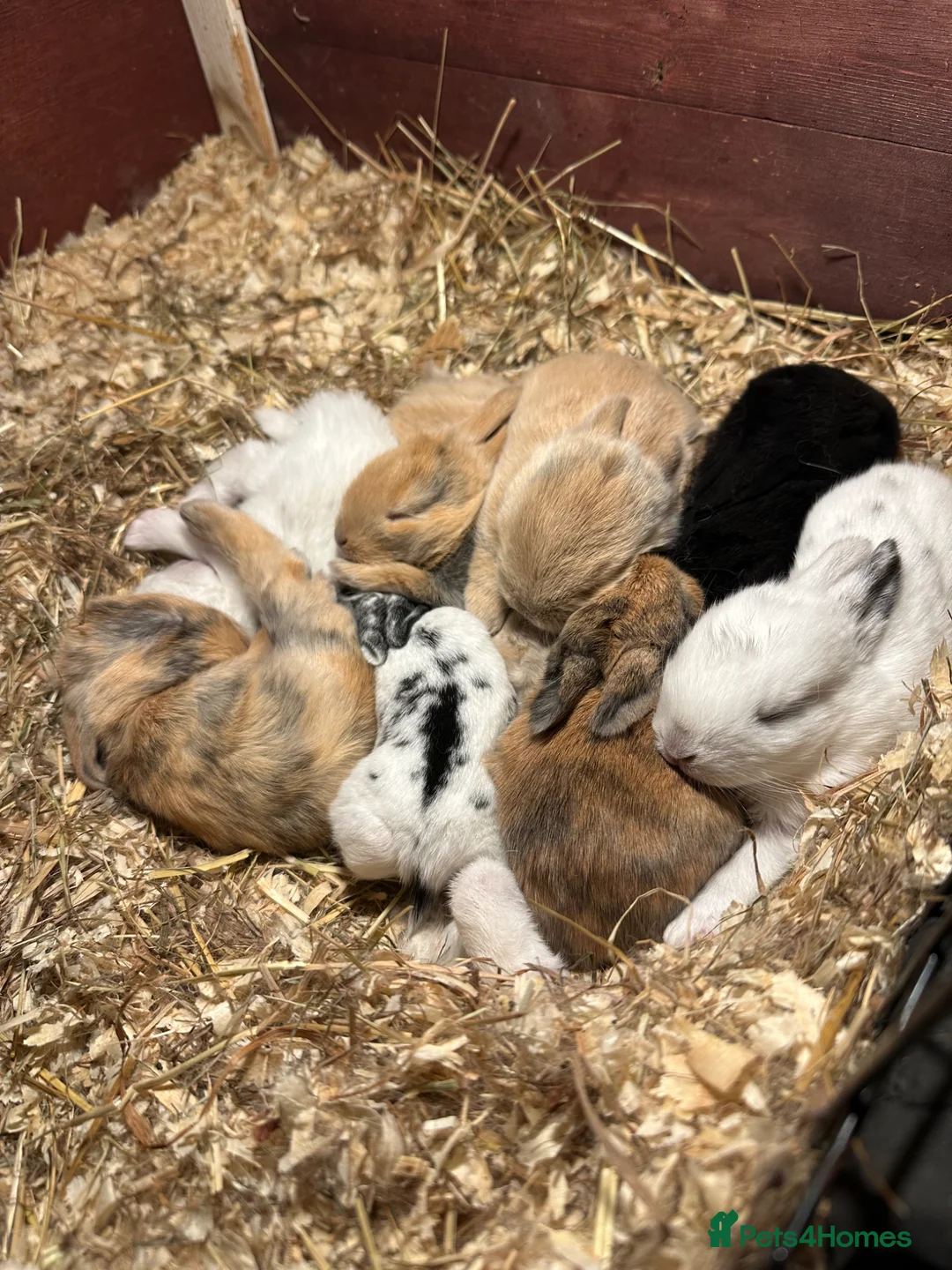 Mini Lop rabbits for sale: Beautiful Mini Lop Bunnies  - Advert 16