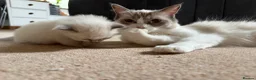 Ragdoll cats for sale: Pure ragdoll kittens  in Bristol - Advert 10