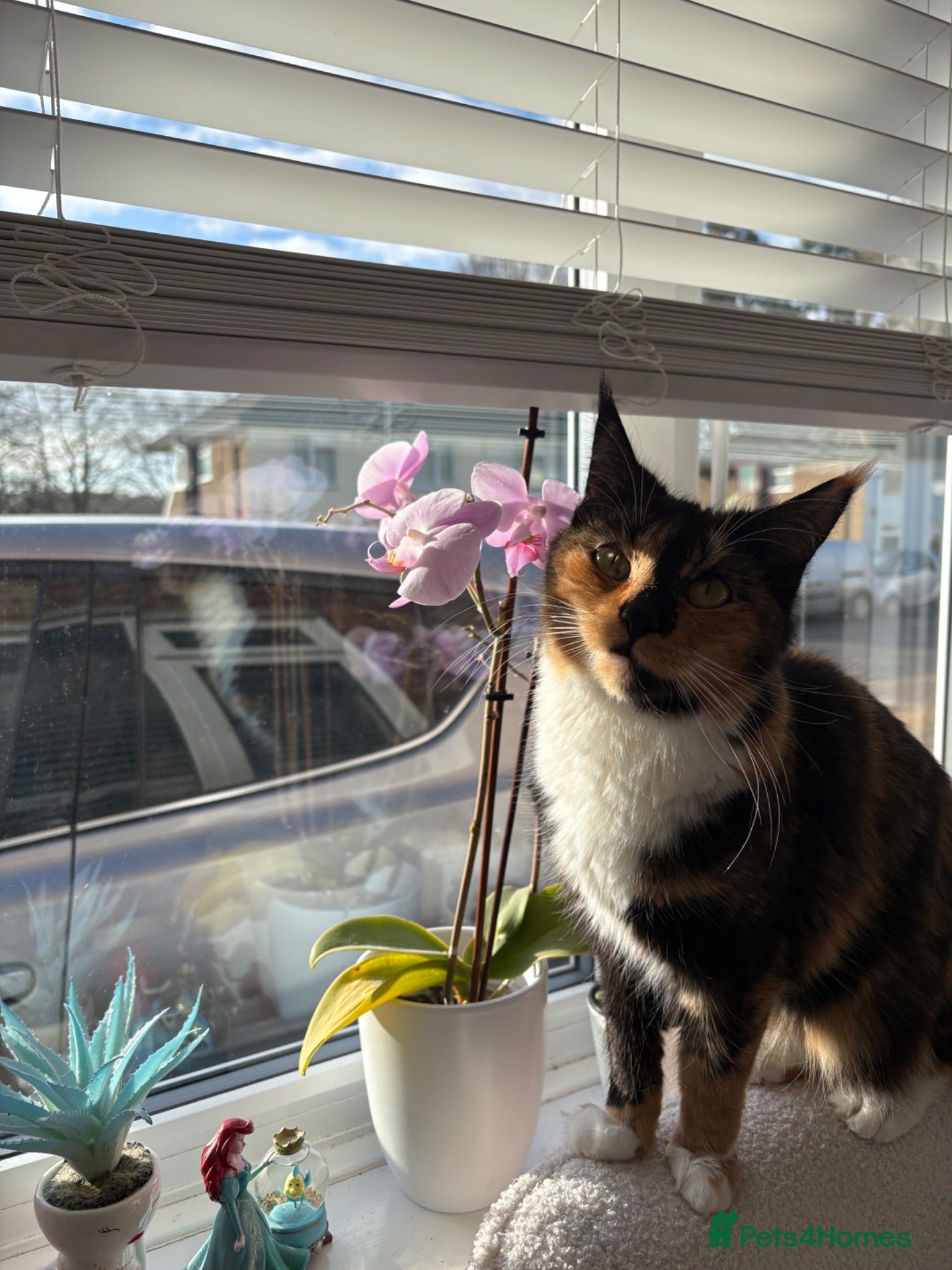 Mixed Breed cats Beautiful female cat - neutered - Advert 1