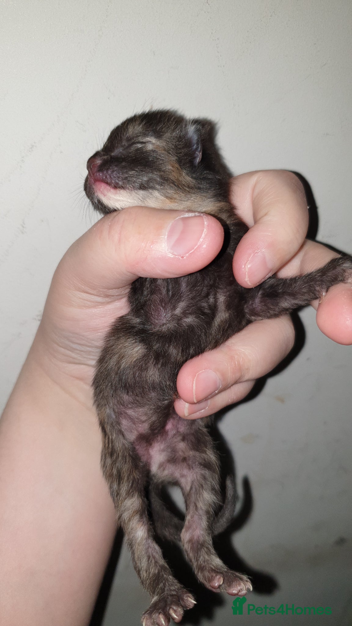 Mixed Breed cats for sale: 4 female kittens  - Advert 16