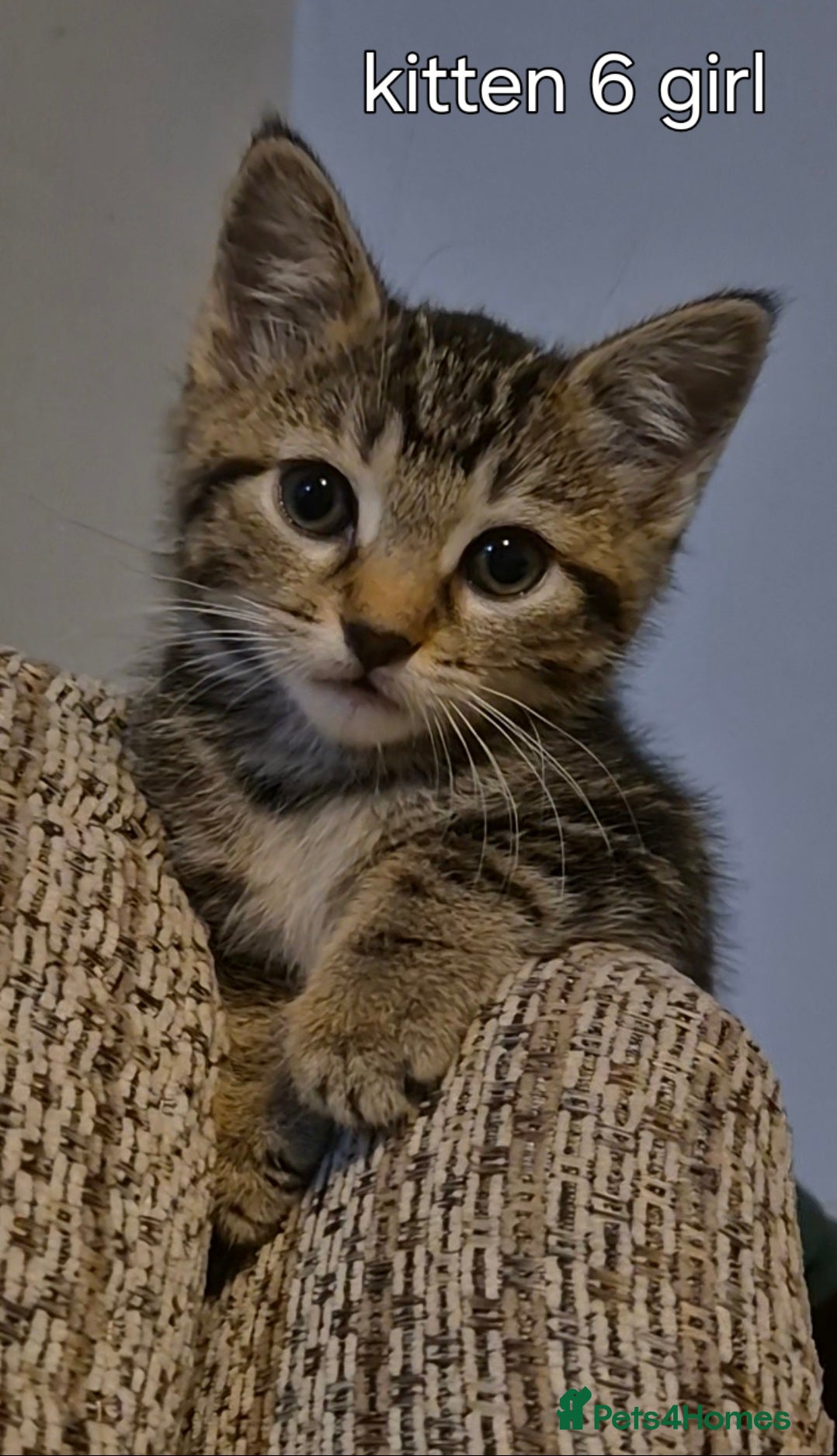 Mixed Breed cats Maincoon kittens  - Advert 3