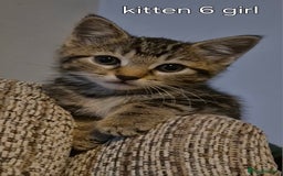 Maine Coon cats for sale: Maincoon kittens  - Image 12
