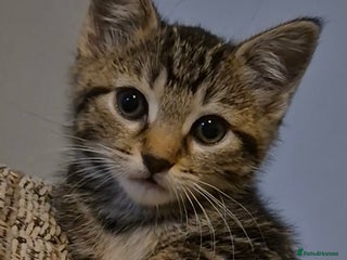 Mixed Breed cats - Advert 1