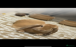 Mini Lop rabbits for sale: 2 house bunnies but can be taken separately  - Image 1