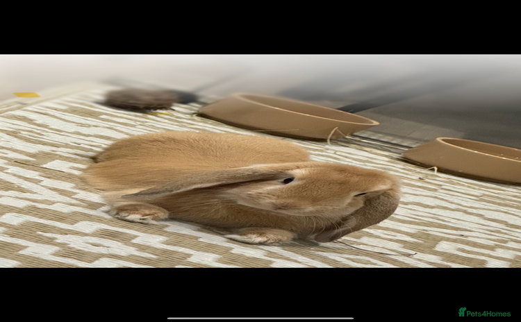 Mini Lop rabbits - Advert 1