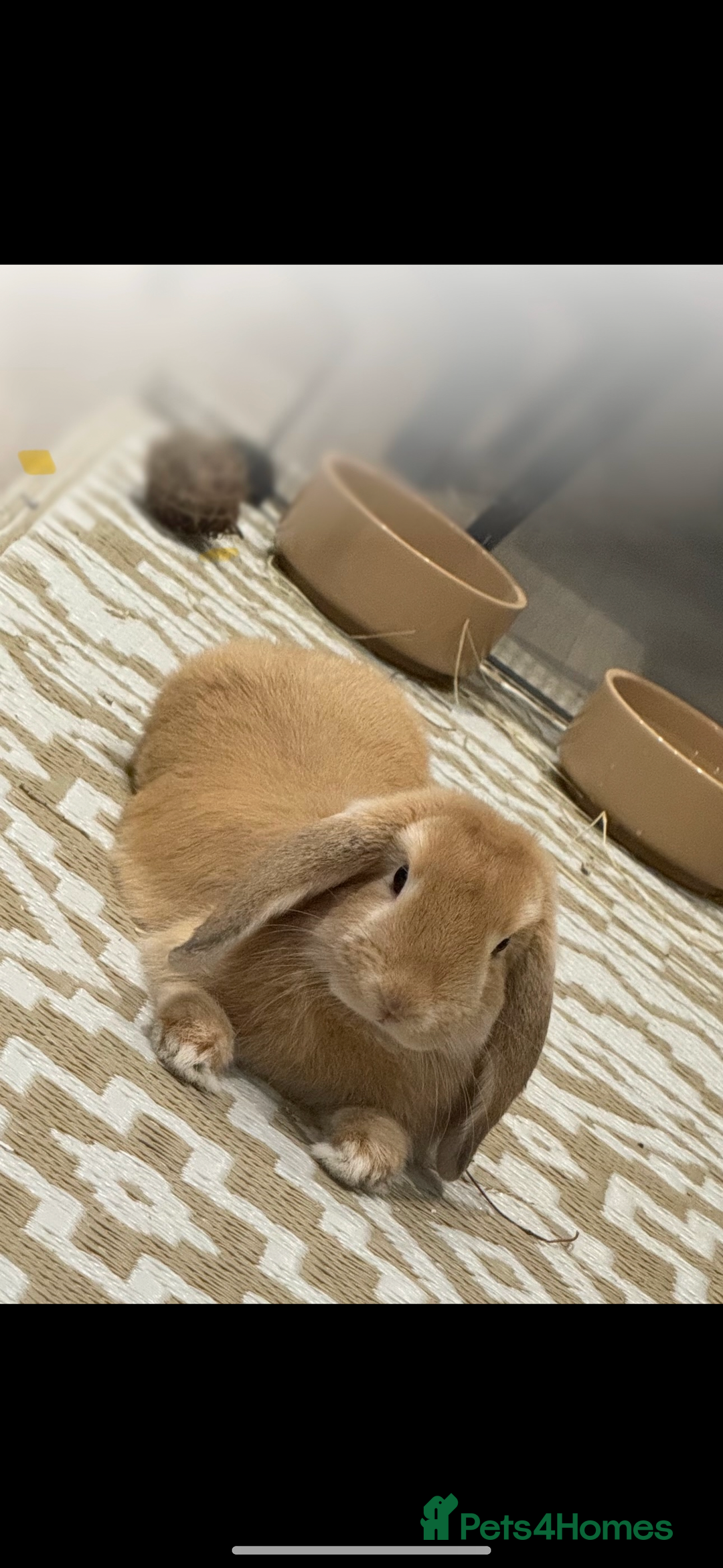 Mini Lop rabbits for sale: 2 house bunnies but can be taken separately  - Image 1