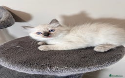 Ragdoll cats for sale: Last Girl & Boy beautiful Ragdolls - Image 5