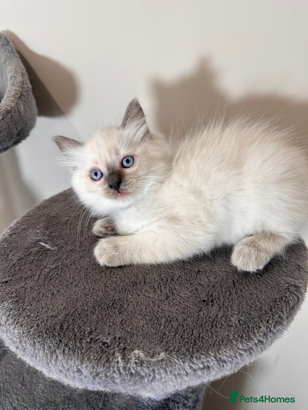 Ragdoll cats for sale: Last Girl & Boy beautiful Ragdolls - Image 5