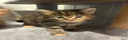 Ragcoon cats for sale: Beautiful Ragcoon kittens 🐱  - Advert 19