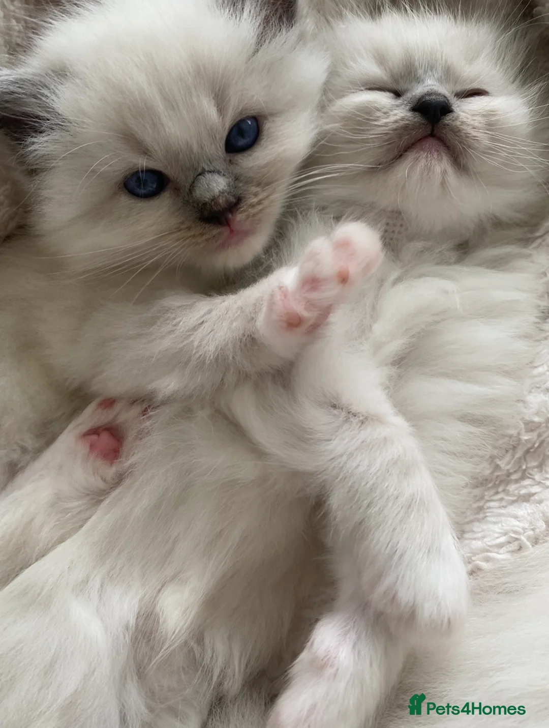 Ragdoll cats for stud: G.Champion✅GCCF/TICA Reg✅FIV/FELV/DNA✅Ragdoll stud in London - Advert 18