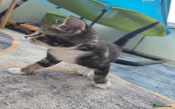 Mixed Breed cats for sale: 2 boys 2 girls kittens for sale. - Image 8