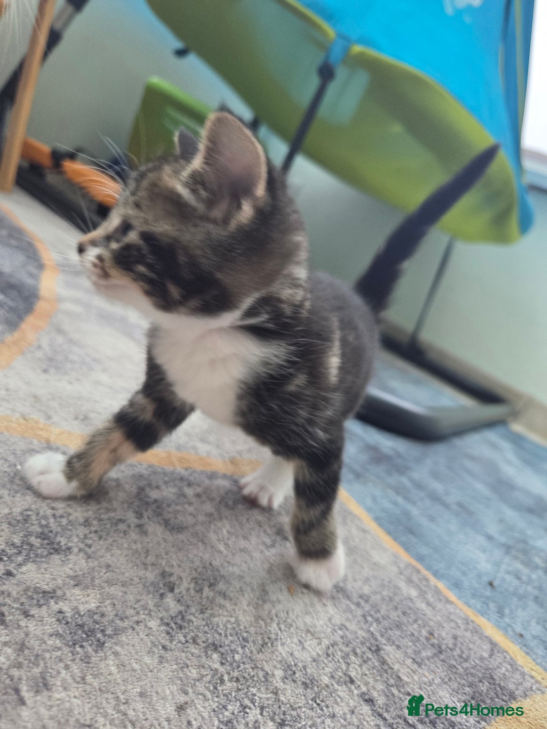 Mixed Breed cats for sale: 2 boys 2 girls kittens for sale. - Image 8
