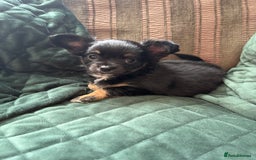 Chihuahua dogs for sale: Tiny Stunning Fluffy Chihuahua Puppy - Image 11