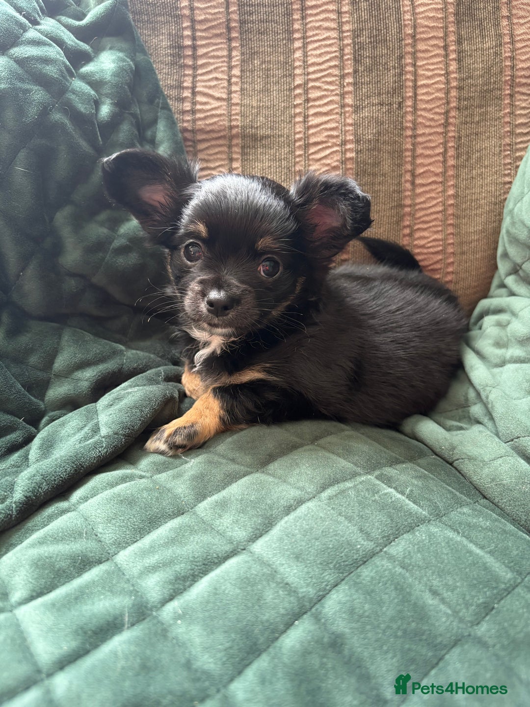 Chihuahua dogs for sale: Tiny Stunning Fluffy Chihuahua Puppy - Image 11
