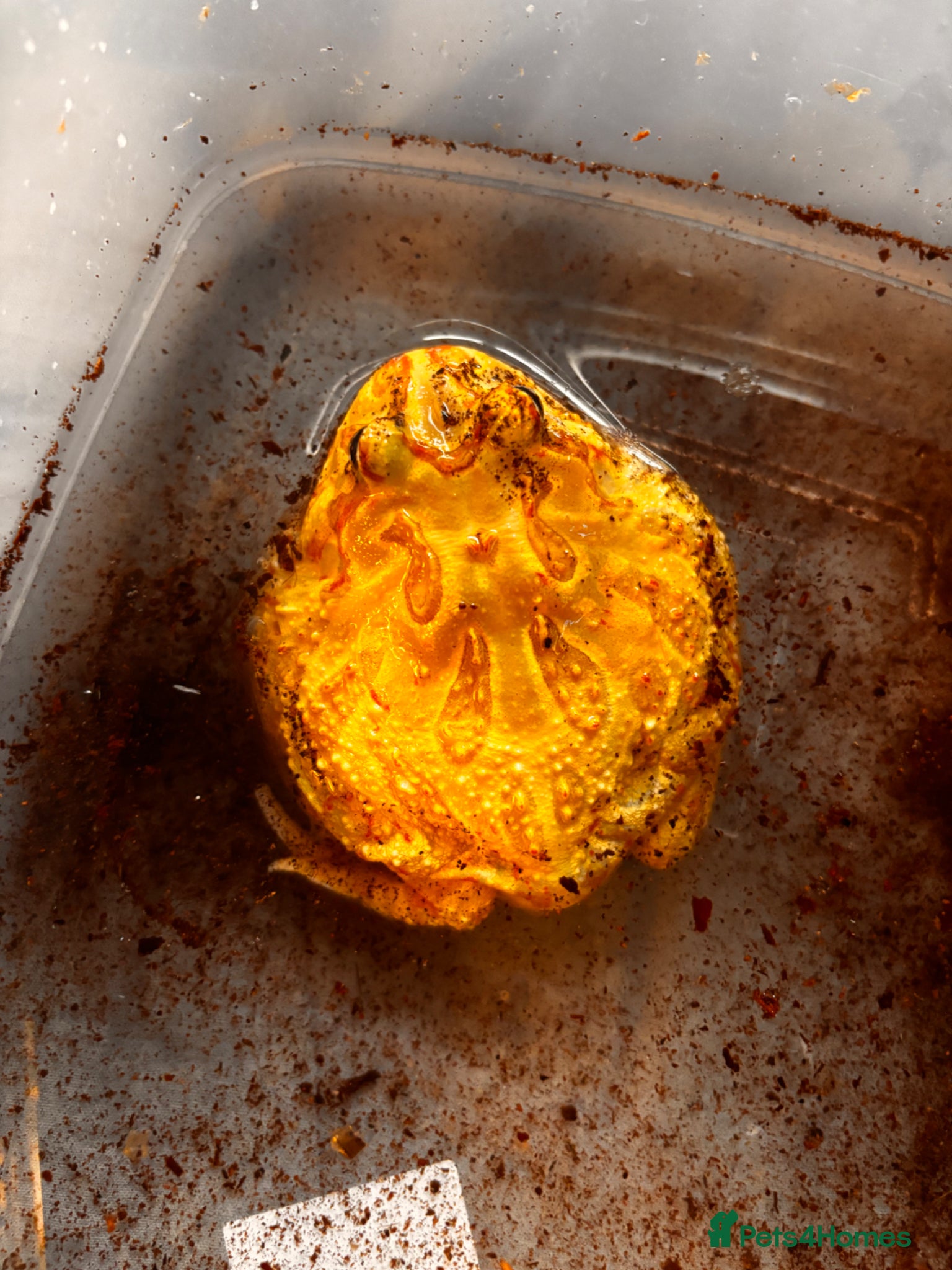 Frog reptiles 2 Pacman frogs - Advert 5