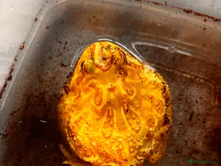 Frog reptiles 2 Pacman frogs - Advert 5