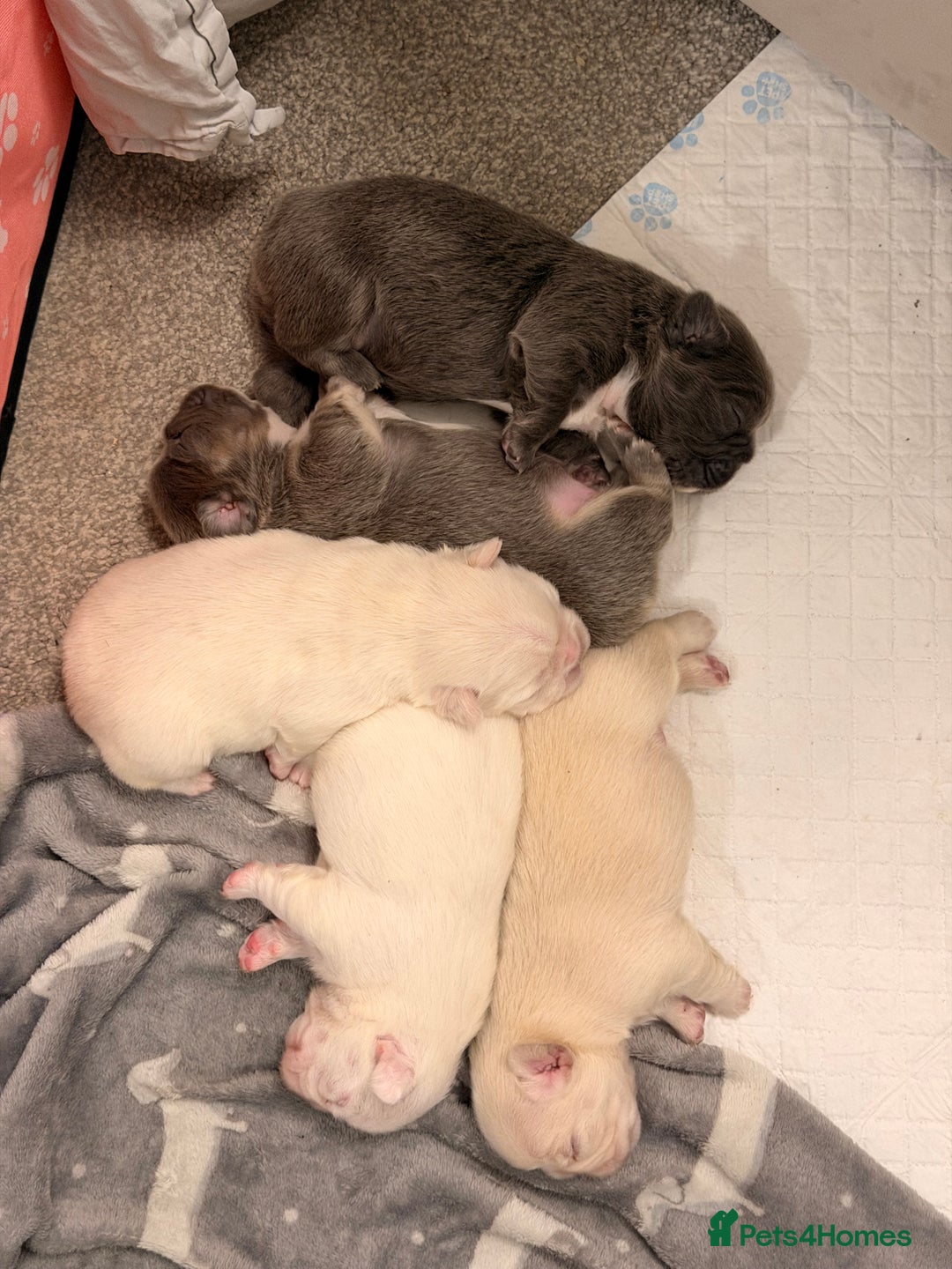 French Bulldog dogs for sale: Full visual outstanding fluffy frenchies - Advert 36