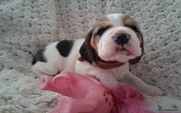 Beagle dogs for sale: KC Registered beagle puppies - Image 25