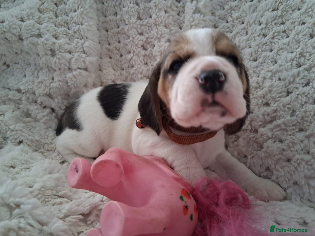 Beagle dogs for sale: KC Registered beagle puppies - Image 25