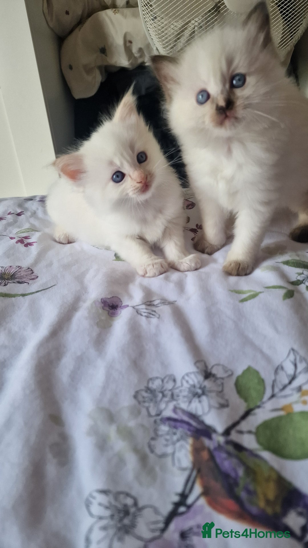 Ragdoll cats for sale: Healthy Ragdoll kittens , Ready now.  - Image 8