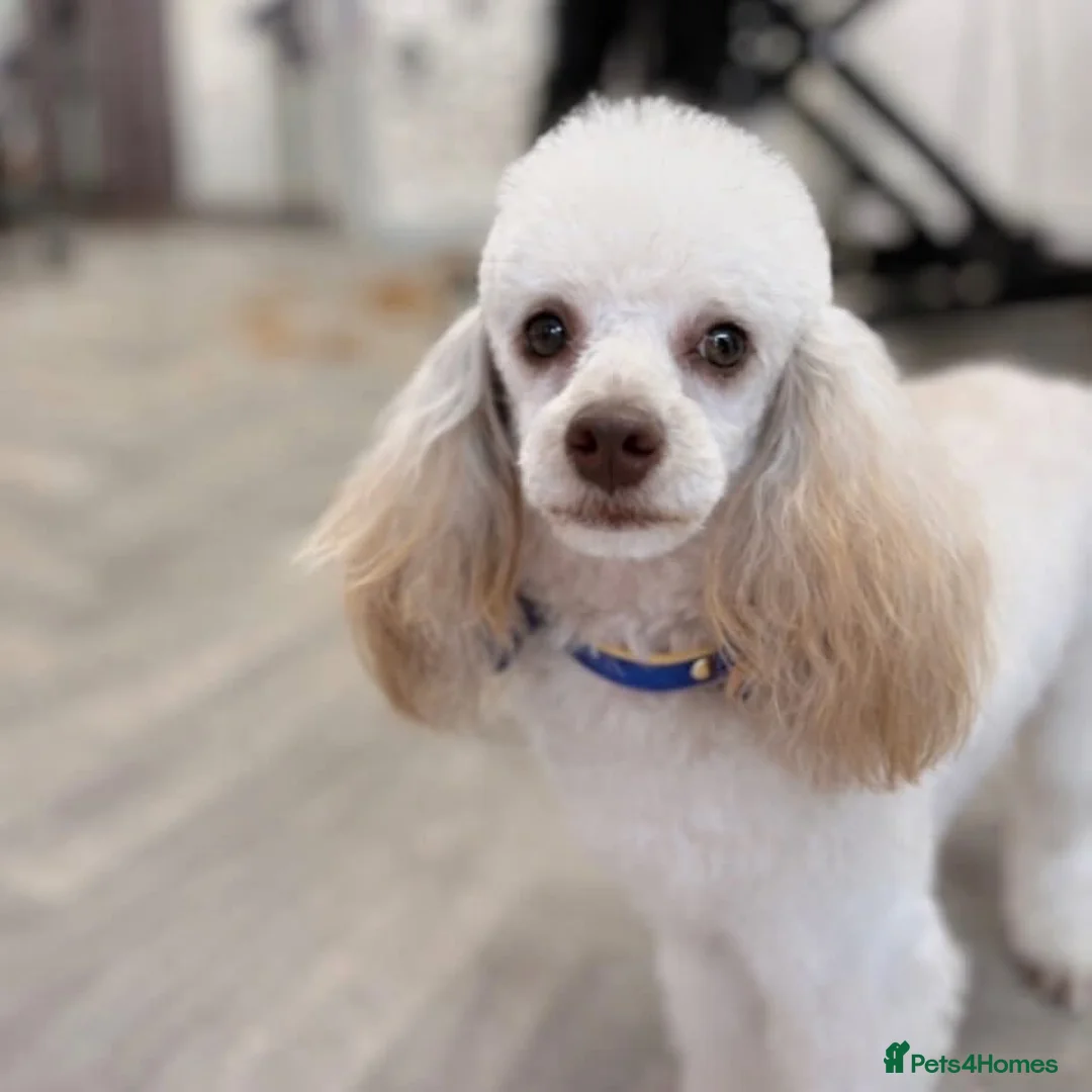 Poodle dogs for stud: Toy Poodle Stud dog Available - Advert 4