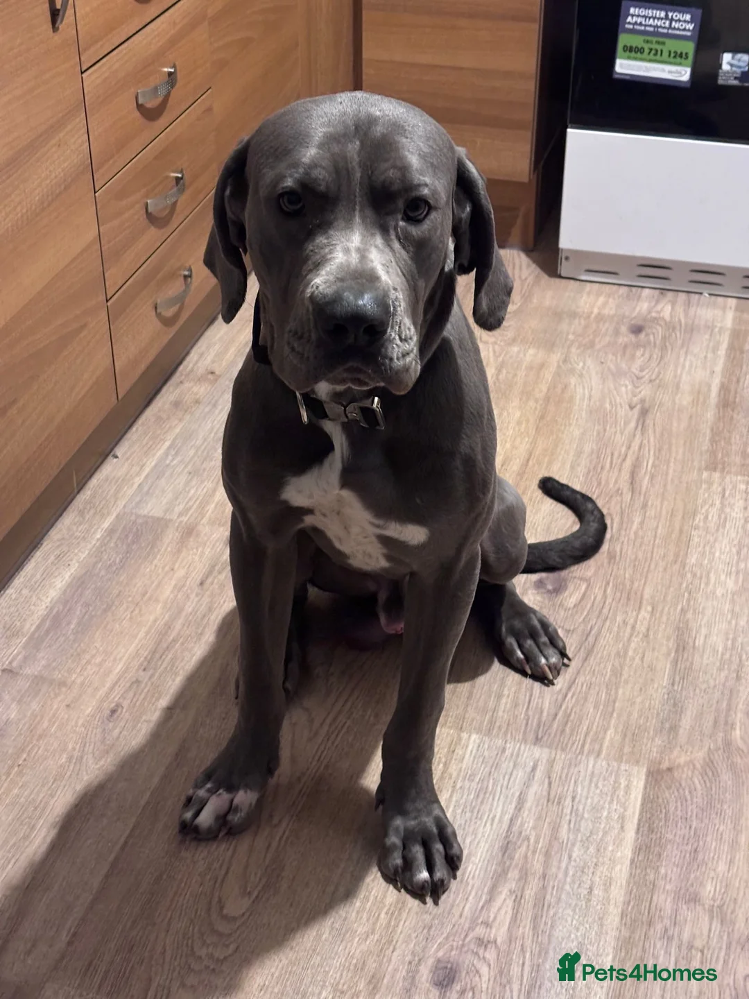 Cane Corso dogs for sale: Cane corso x boerboel  in Blackwood - Advert 1