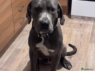 Cane Corso dogs Cane corso x boerboel - Advert 3