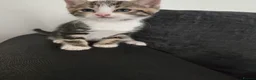 Mixed Breed cats for sale: Mixed Bread Kittens  - Advert 13