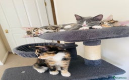 Domestic Shorthair cats for sale: Ragdoll Cross X DSH - Image 11