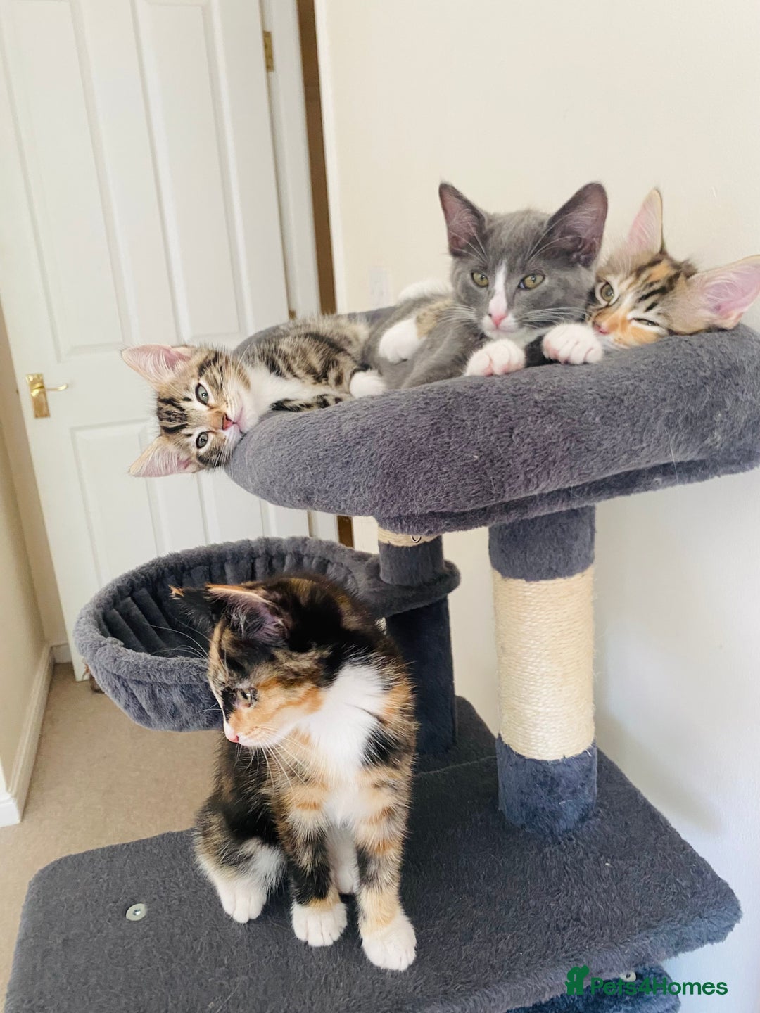 Domestic Shorthair cats for sale: Ragdoll Cross X DSH - Image 11